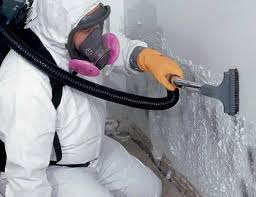 Why You Should Choose Our Mold Remediation Services in Ransomville, NY